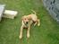 Blanding af racer Rollo Himmelhund