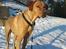 Blanding af racer Rollo Himmelhund