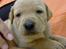 Blanding af racer Rollo Himmelhund