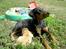Blanding af racer Rollo Himmelhund