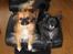 Chihuahua  - ~°º• Nico •º°~ -  - Nico og Chiwas...