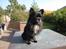 Chihuahua  - ~°º• Nico •º°~ - 