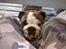 Engelsk bulldog Arne