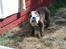 Engelsk bulldog Arne