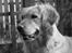 Golden retriever Melba - skønne hund 
