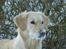 Golden retriever Melba - Melba kigger efter jessie