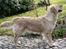 Golden retriever Melba - melba