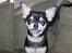 Chihuahua Cher blir kaldt Donna