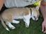 Welsh corgi pembroke Charlie
