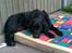 Flat coated retriever Freja - nyt
