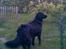 Flat coated retriever Freja