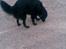 Flat coated retriever Freja