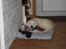 Golden retriever Balto