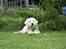 Golden retriever Balto