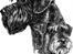 Riesenschnauzer Simbo<33 R.I.P - Welkommen til min profil(: