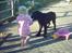 Riesenschnauzer Simbo<33 R.I.P - (:<33