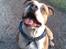 Amerikansk staffordshire terrier Tyson