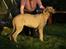 Irsk ulvehund Anouk