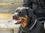 Rottweiler Bella *MIT ET & ALT* *R.I.P*  - Mors vagthund !