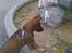 Schæferhund Kenzally´s Alpha (Kenzo) R.I.P   : ( - Kenzo ved springvandet på torvet i Nykøbing Falster, en af vores byture ; )
