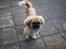 Pekingeser Molly R.I.P