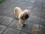Pekingeser Molly R.I.P