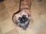 Pekingeser Molly R.I.P