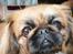 Pekingeser Molly R.I.P