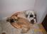 Pekingeser Molly R.I.P