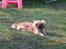 Pekingeser Molly R.I.P