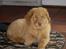 Nova scotia duck tolling retriever Mikkel - moar altså jeg er træt nu og vil bare slappe af på mit tæppe..