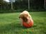 Nova scotia duck tolling retriever Mikkel - jooee nu har jeg det .. op og hænge på bolden så den kan blive liggende