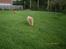 Nova scotia duck tolling retriever Mikkel - jahuu mor jeg kommer nu... se jeg løber så stærkt..