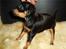 Engelsk toy terrier Tiescha