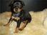 Engelsk toy terrier Tiescha