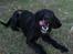 Blanding af racer bella
