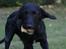 Blanding af racer bella