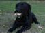 Blanding af racer bella