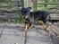 Engelsk toy terrier Tiescha