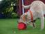 Labrador retriever Pongo - Måske ka´ godbidderne ryge ud hvis man bider i den..? xD