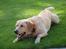 Labrador retriever Pongo - Hva sker der nu..?