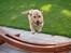 Labrador retriever Pongo - Man siger hunde ikk ka´ flyve... Pongo ka´ da xD