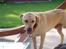 Labrador retriever Pongo - Ja ja, jeg ved det. Han slikkede sig bare på næsen (; hehe