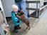 Malinois Boston
