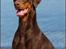 Dobermann Serbian Star V Masterhof - 23 mdr gammel -  April 2011 