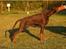 Dobermann Serbian Star V Masterhof