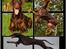 Dobermann Serbian Star V Masterhof - Hjemmelavet collage 2010