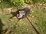 Engelsk toy terrier Tiescha