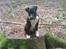 Amerikansk staffordshire terrier Chicco