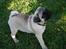 Mops *RBM* Omar Pug Altbox  *Frodo*